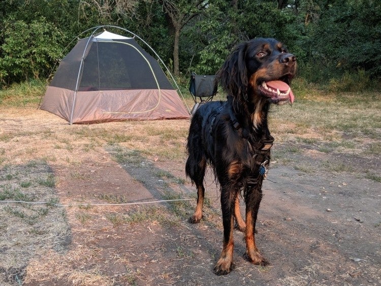 black and brown dog waits excitedly in front of a tent at campsite in grahams island state park