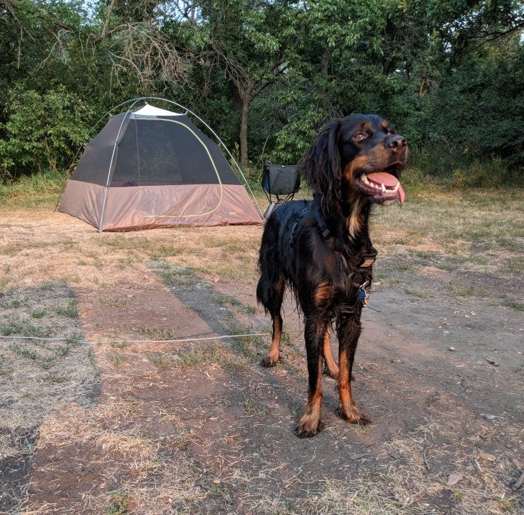 black and brown dog waits excitedly in front of a tent at campsite in grahams island state park