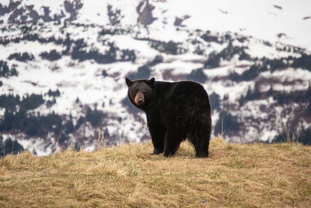 black bears in colorado during winter