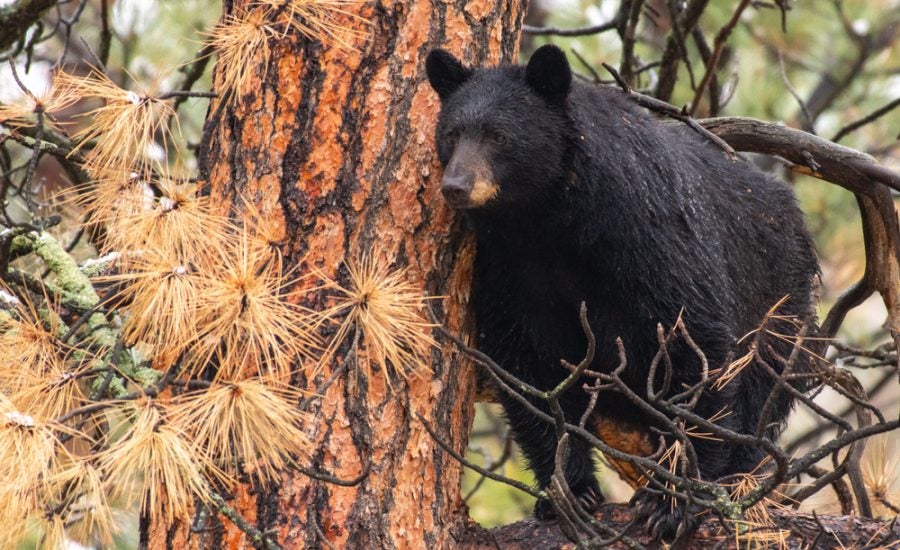 black bear sow in a colorado pine tree