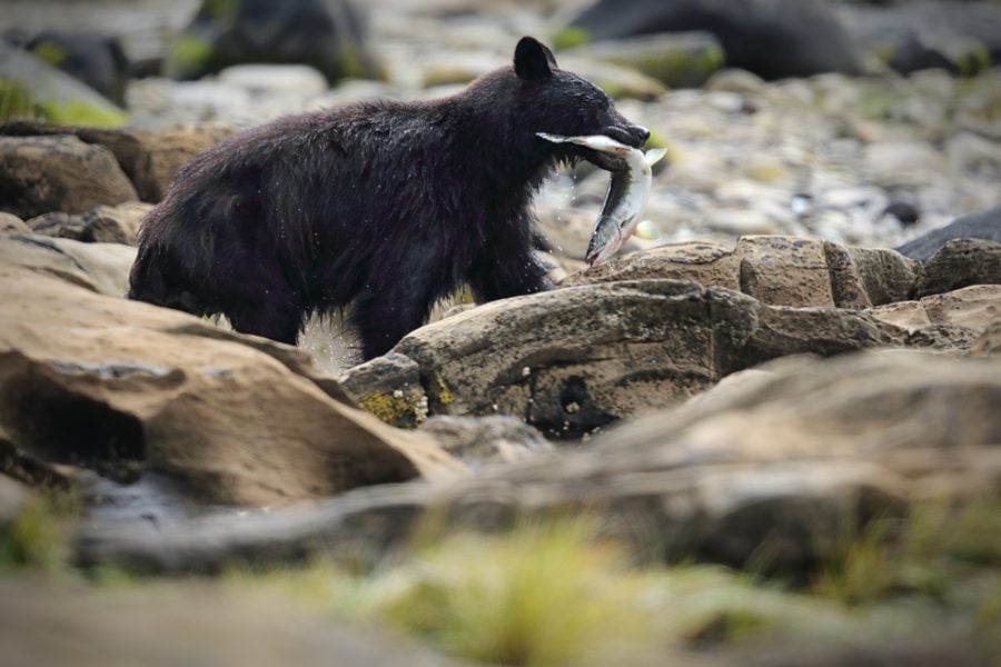 black bear cub enjoys a freshly caught fish