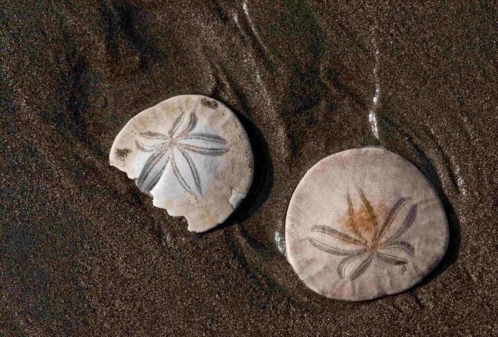 one full and one broken sand dollar on a wet beach