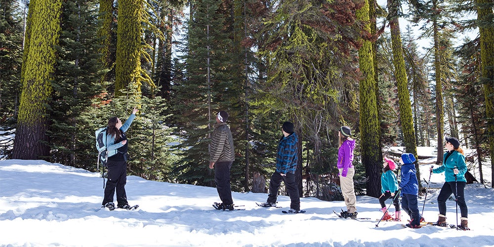 instructor pointing upwards as 6 person snowshoe tour looks at tall trees