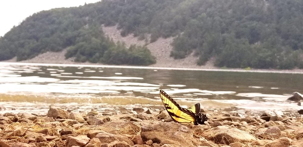 Butterfly sits on edge of lake