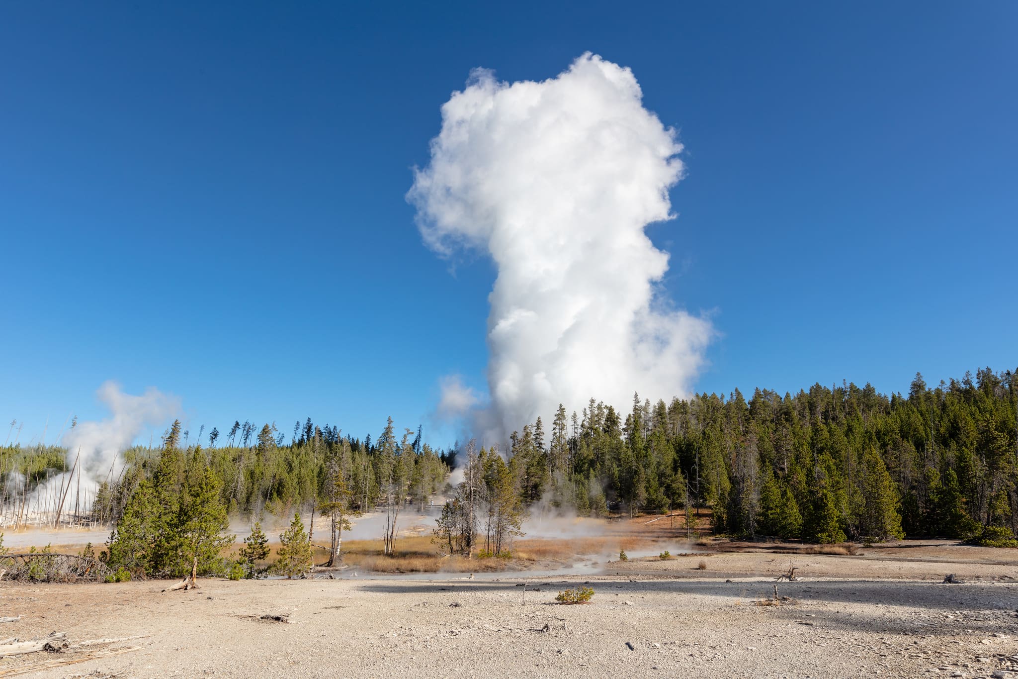 a geyser erupts over a bare forest near hot springs
