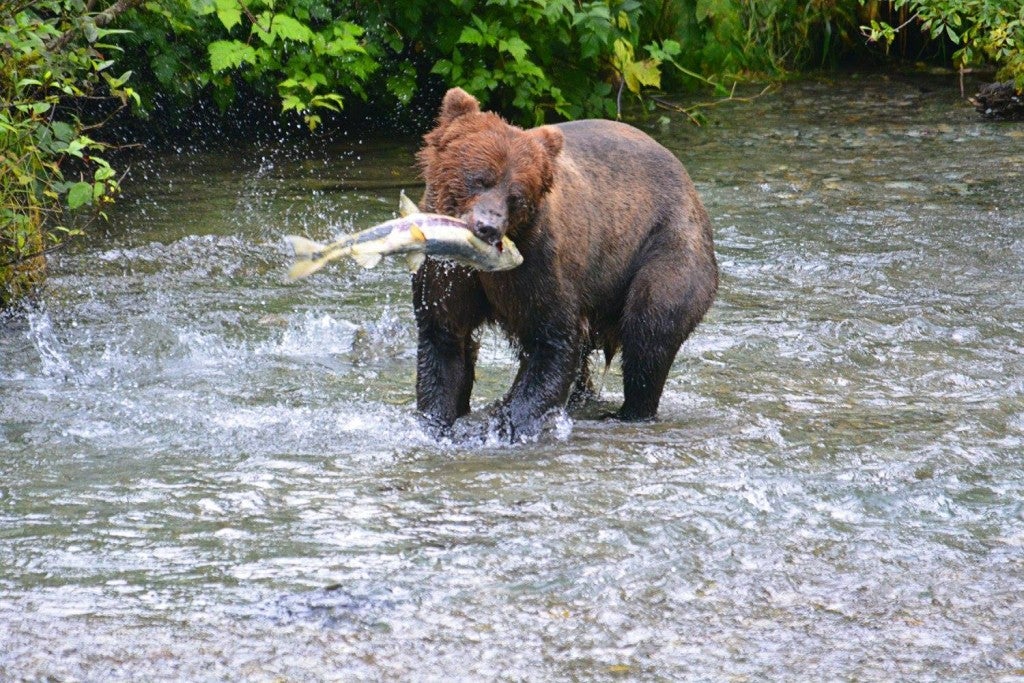 Bear catching a fish in Alaska