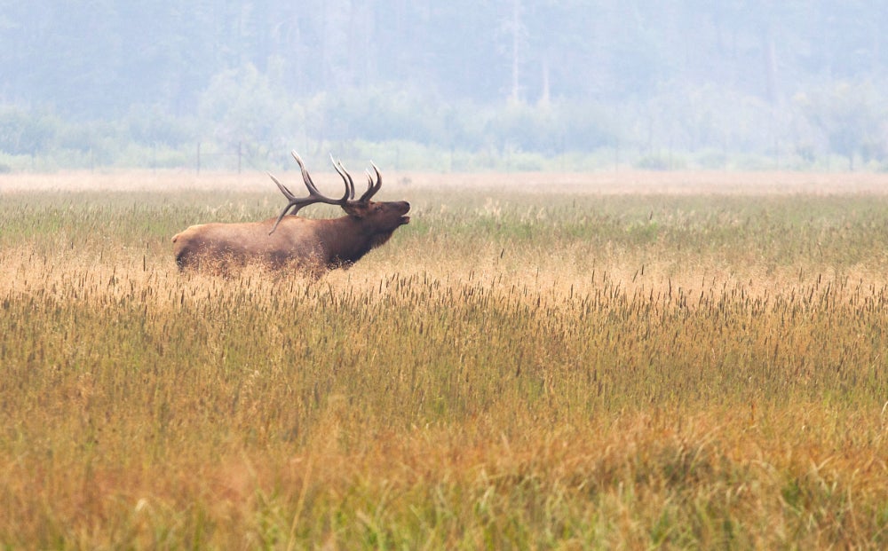 Elk calling out in field