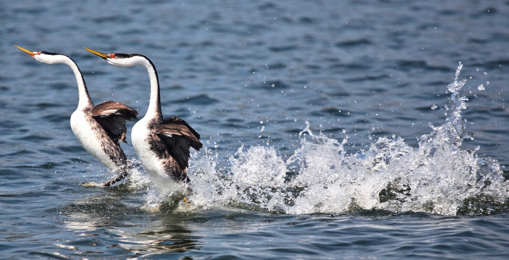 Grebes engaging in a mating ritual