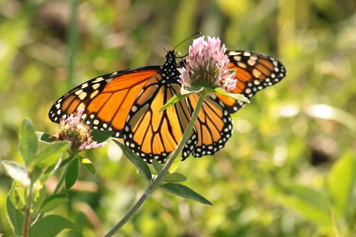 Monarch getting food from flower