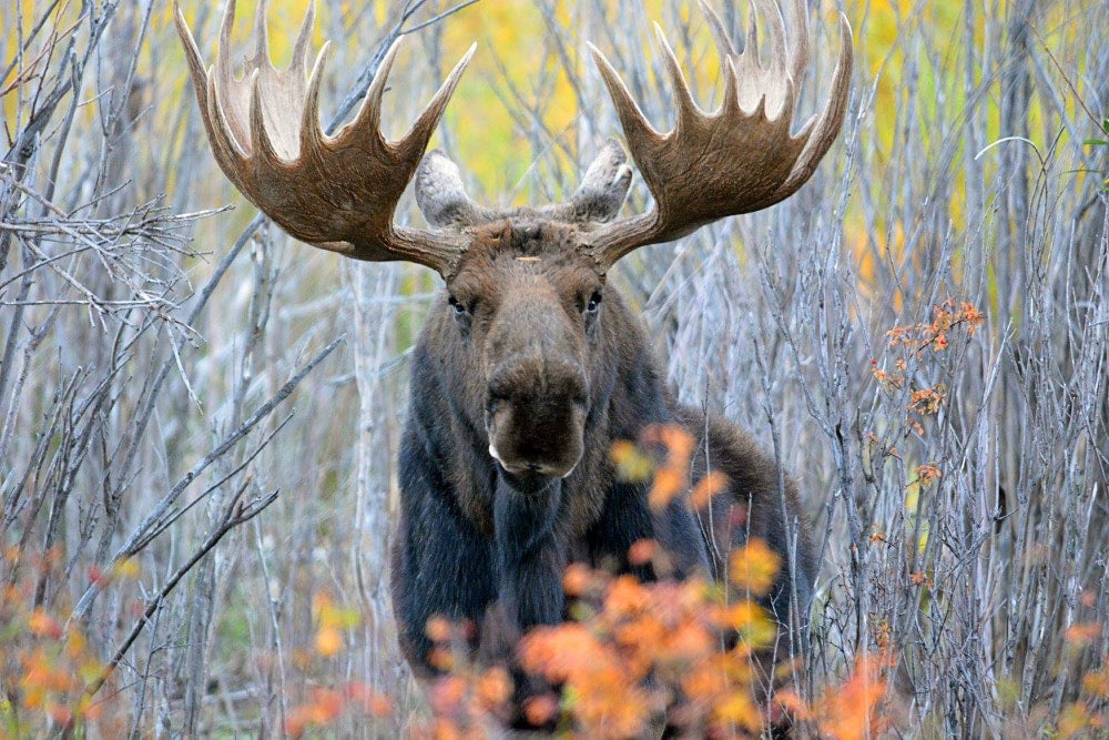 Moose among fall foliage 