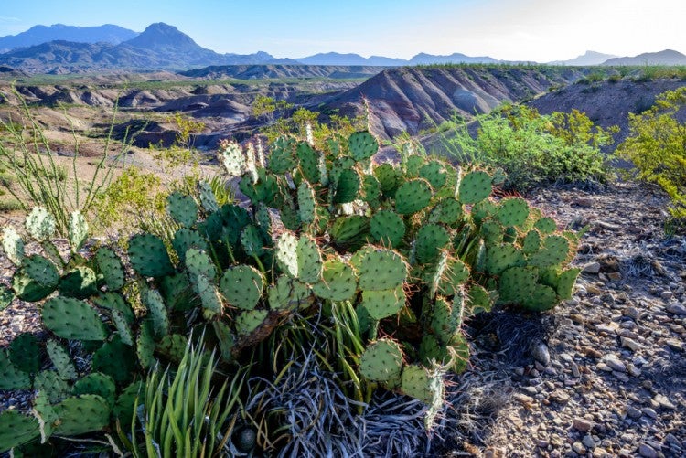 6 Essential Safety Tips for Desert Camping in Big Bend
