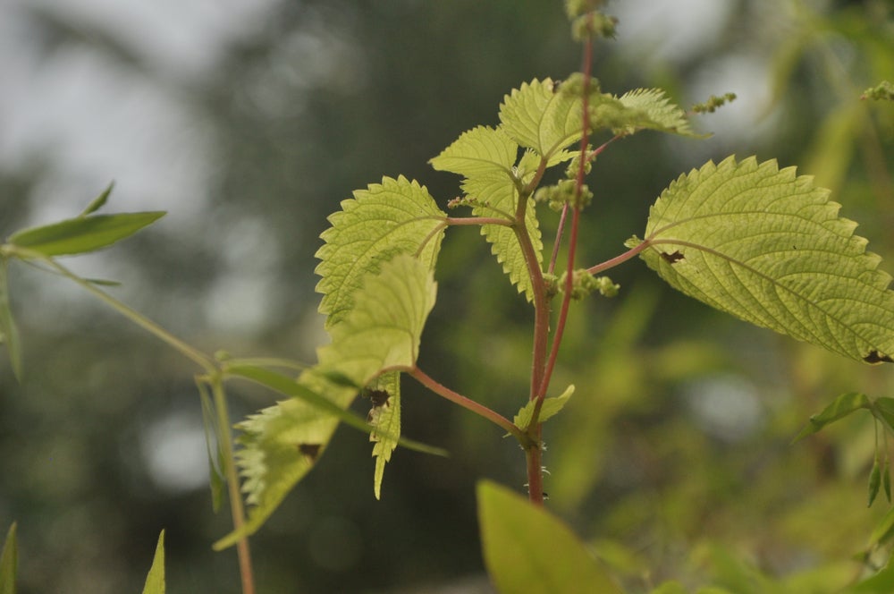 Green spade shaped leaves with jagged edges on a brown stem.