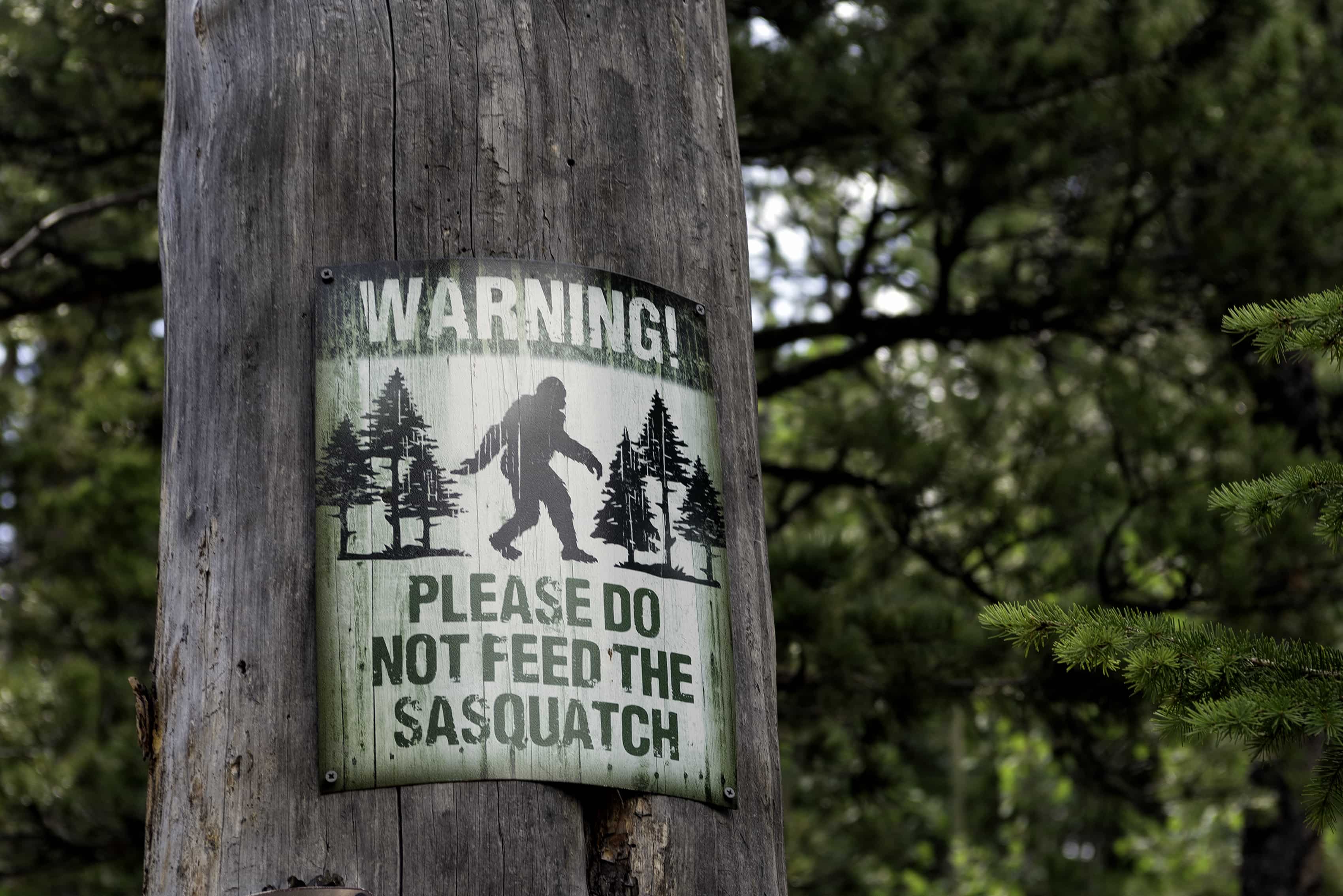 a bigfoot sign on a tree in the woods