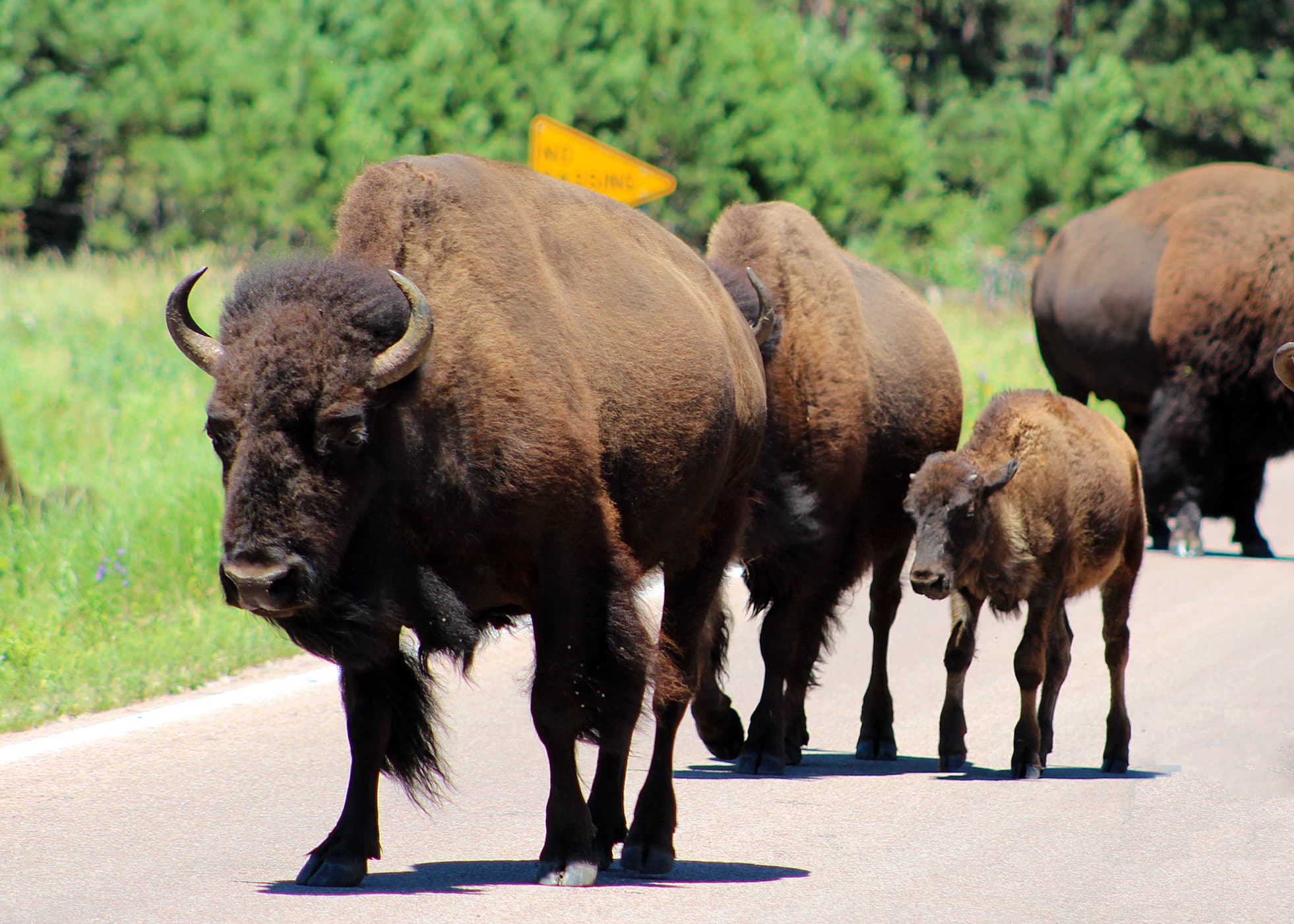 adult buffalo and calf on road near mount rushmore