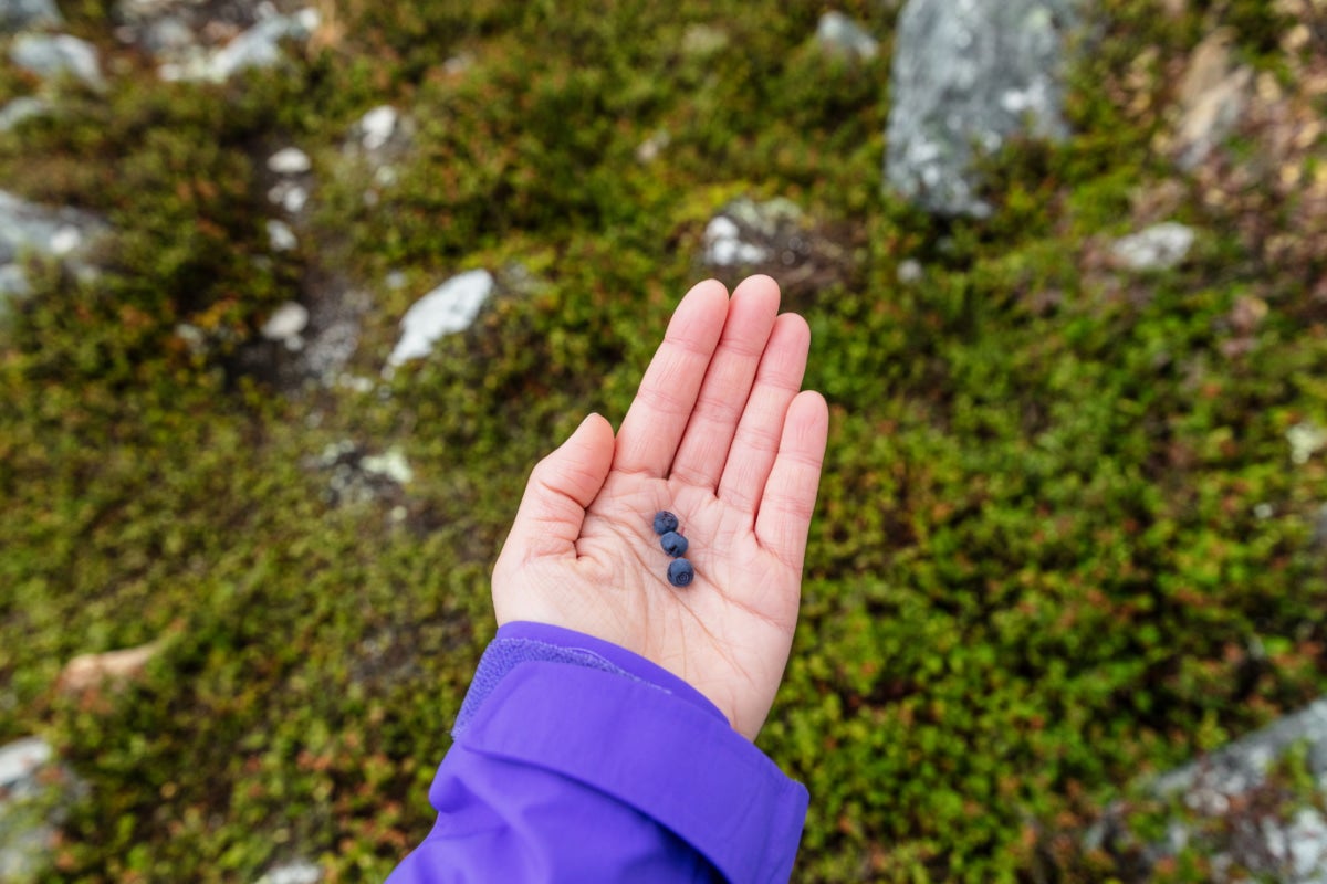 Hand holding fresh picked wild blueberries with moss and rocks in the background.