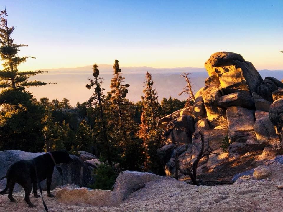 black dog on leash standing on top of rock formations overlooking clouds at sunset