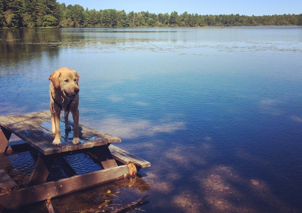 Dog on top of submerged waterfront picnic table at North Falmouth