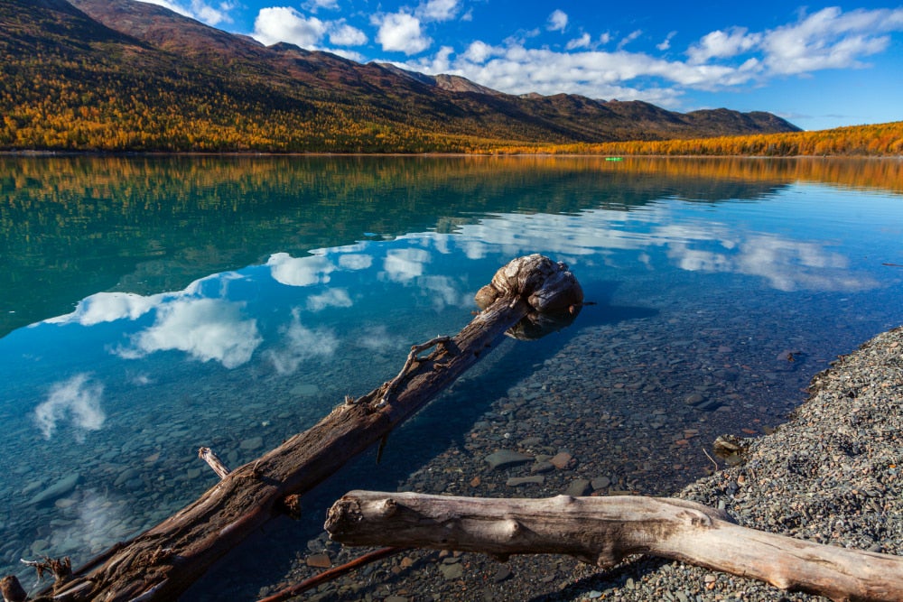 Driftwood logs floating at the edge of the Eklunta Lake with Chugach Mountain Range in the distance.