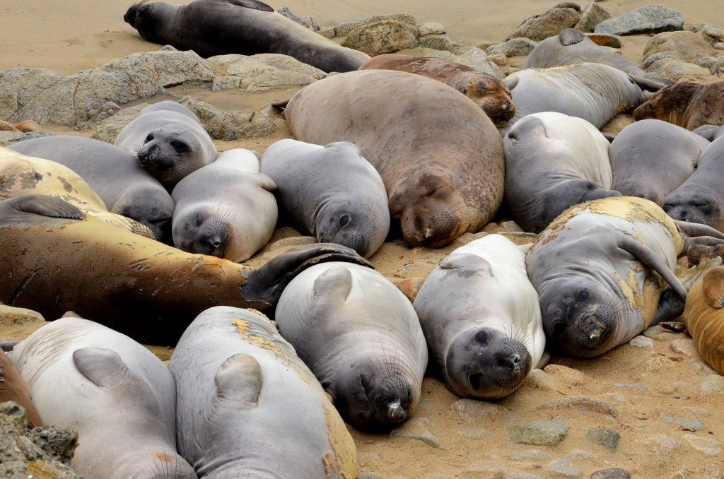 pod of elephant seals of all sizes lying on sandy beach in california
