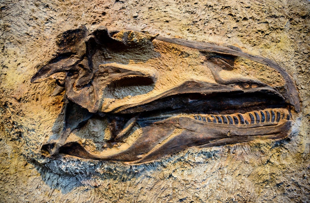 Fossil of dinosaur in yellow rock at Dinosaur National Monument 