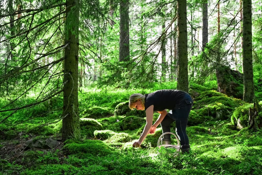 woman wearing black foraging for food in lush green forest