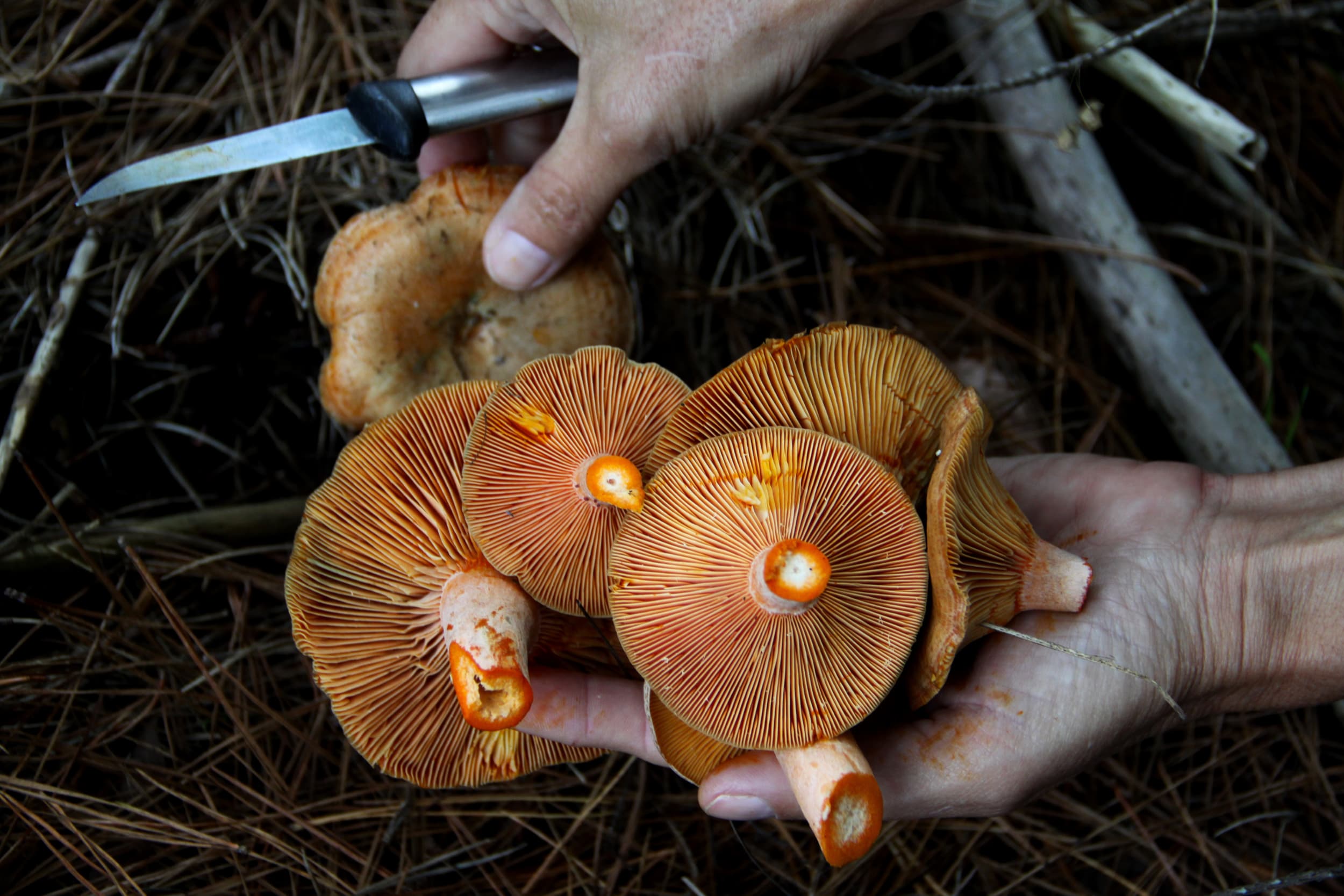 Foraging in the pine forests for wild pine ring mushrooms
