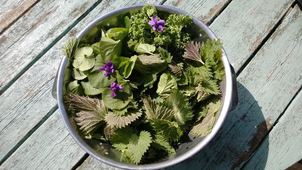 Close up of a metal colander bowl of nutritious foraged edible organic flowers and plants from a home garden 