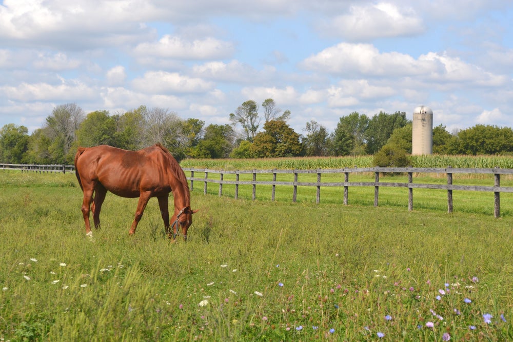 red horse grazes in tall grass surrounded by farm fencing and a silo