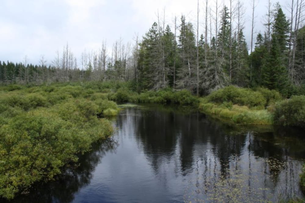 View of the edge of headwaters in a leafy marsh in the chequamegon-nicolet national forest