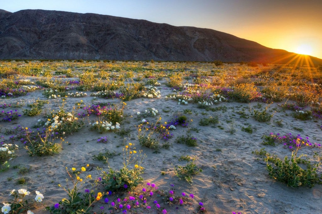 sun setting with rays casting on wildflowers during an anza-borrego superbloom