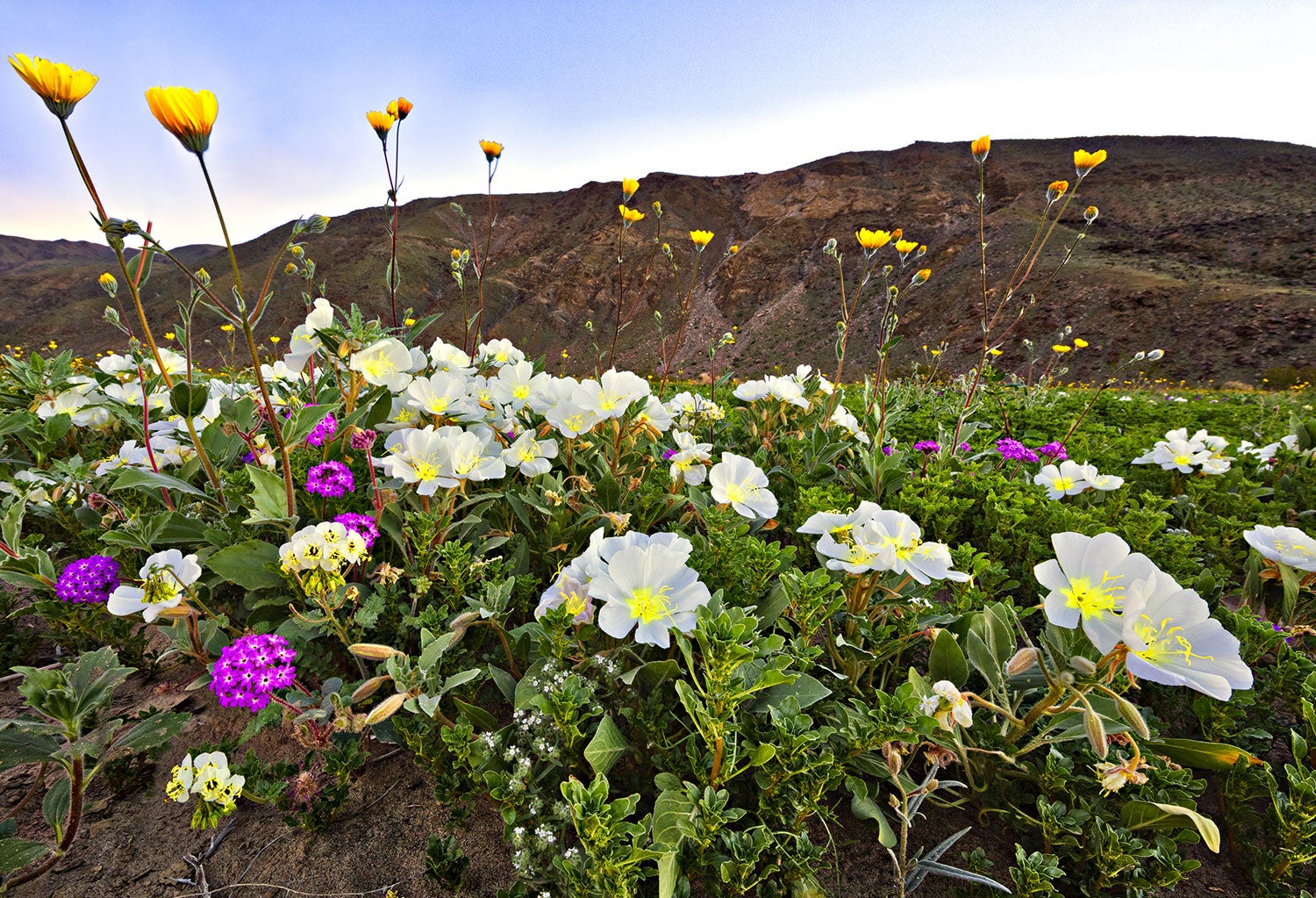 Anza-Borrego Super Bloom is Coming This Spring