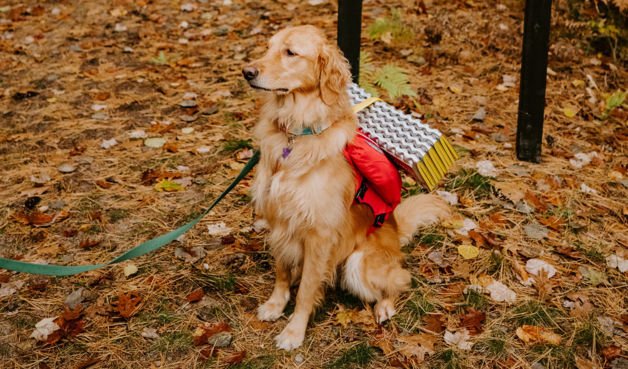 a golden retriever on a forest floor sits ready for a hike with a pet first aid kit strapped to its back