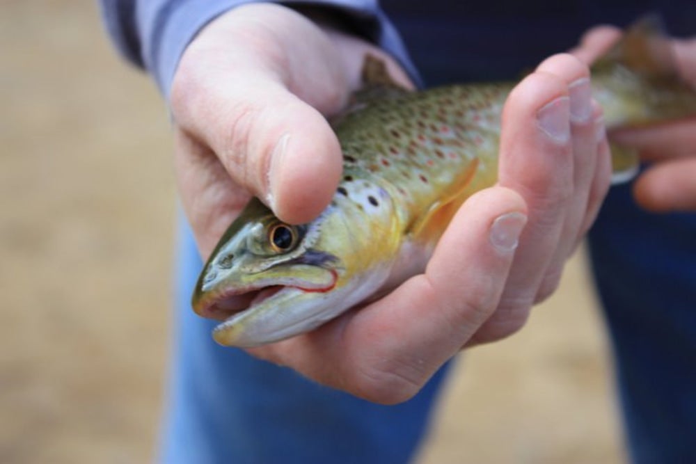close up of fisherman holding small trout in his hands