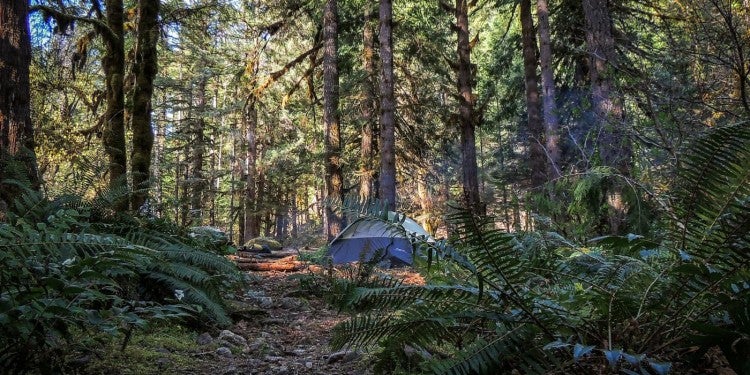 tents nestled between trees in the distance at wooded campground in oregon