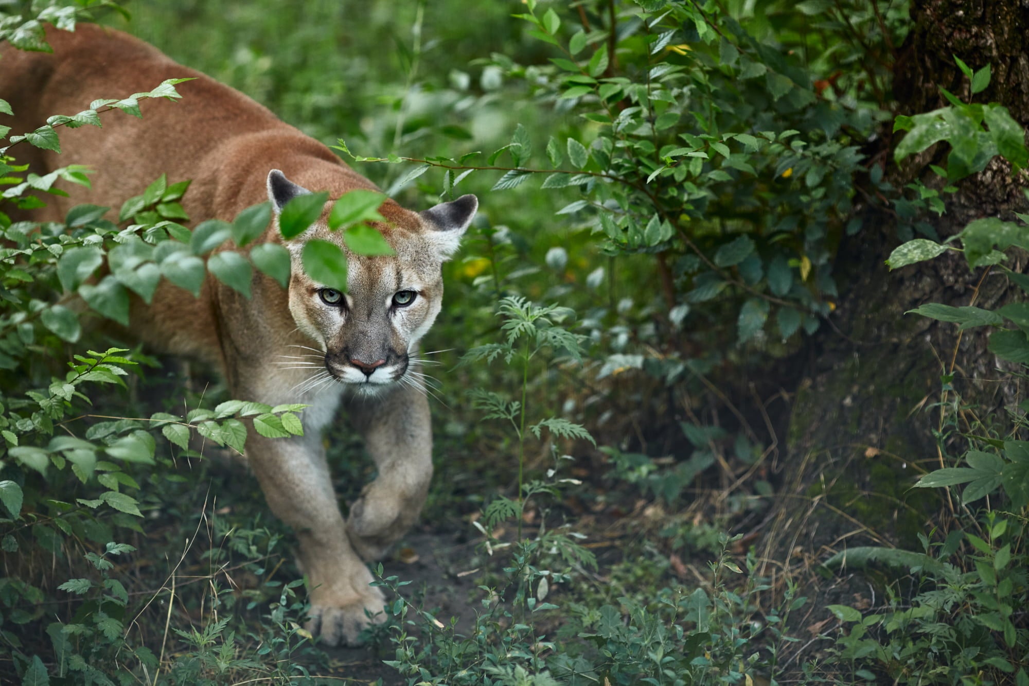 a mountain lion walking out of a bush in the green wilderness