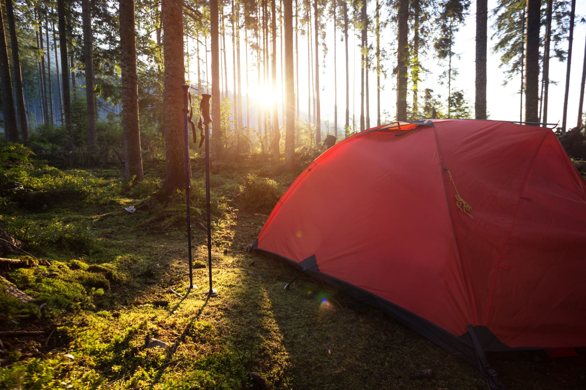 A red tent set up on mossy forest ground beside a pair of hiking poles with the sunlight shining through the trees.