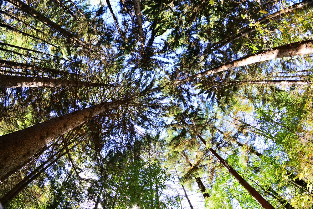 Upwards shot of pine tree forest with green pines and yellow sun shining in right side of the frame.