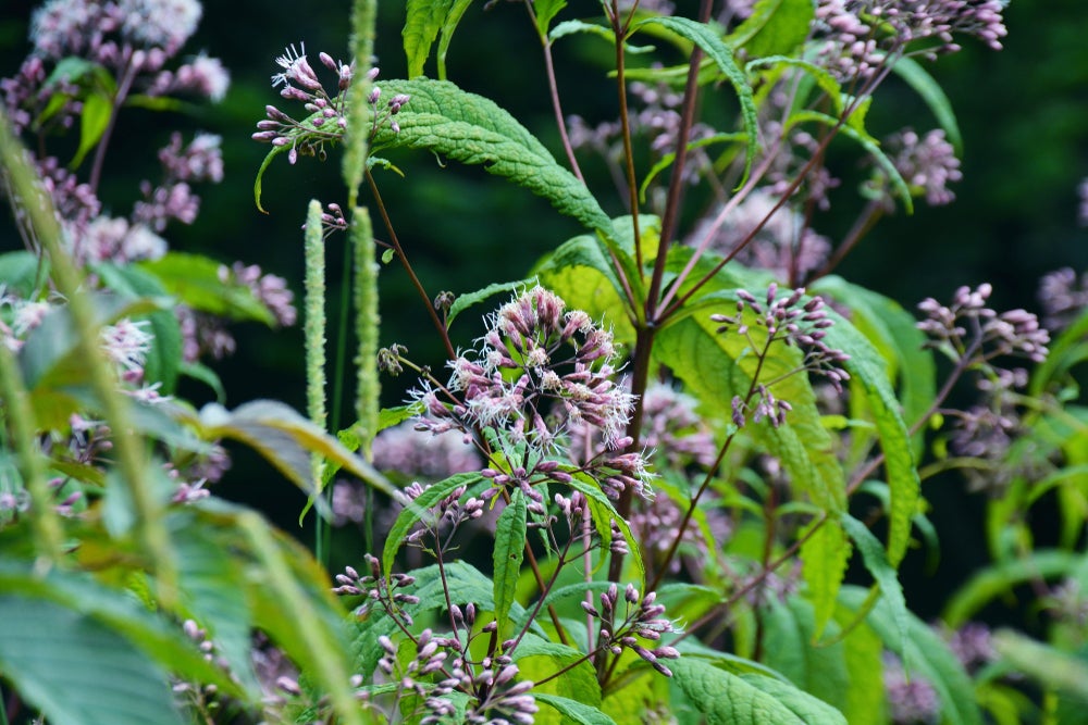 a sweet joe pye weed plant with thin green leaves, brown stems and purple flowers