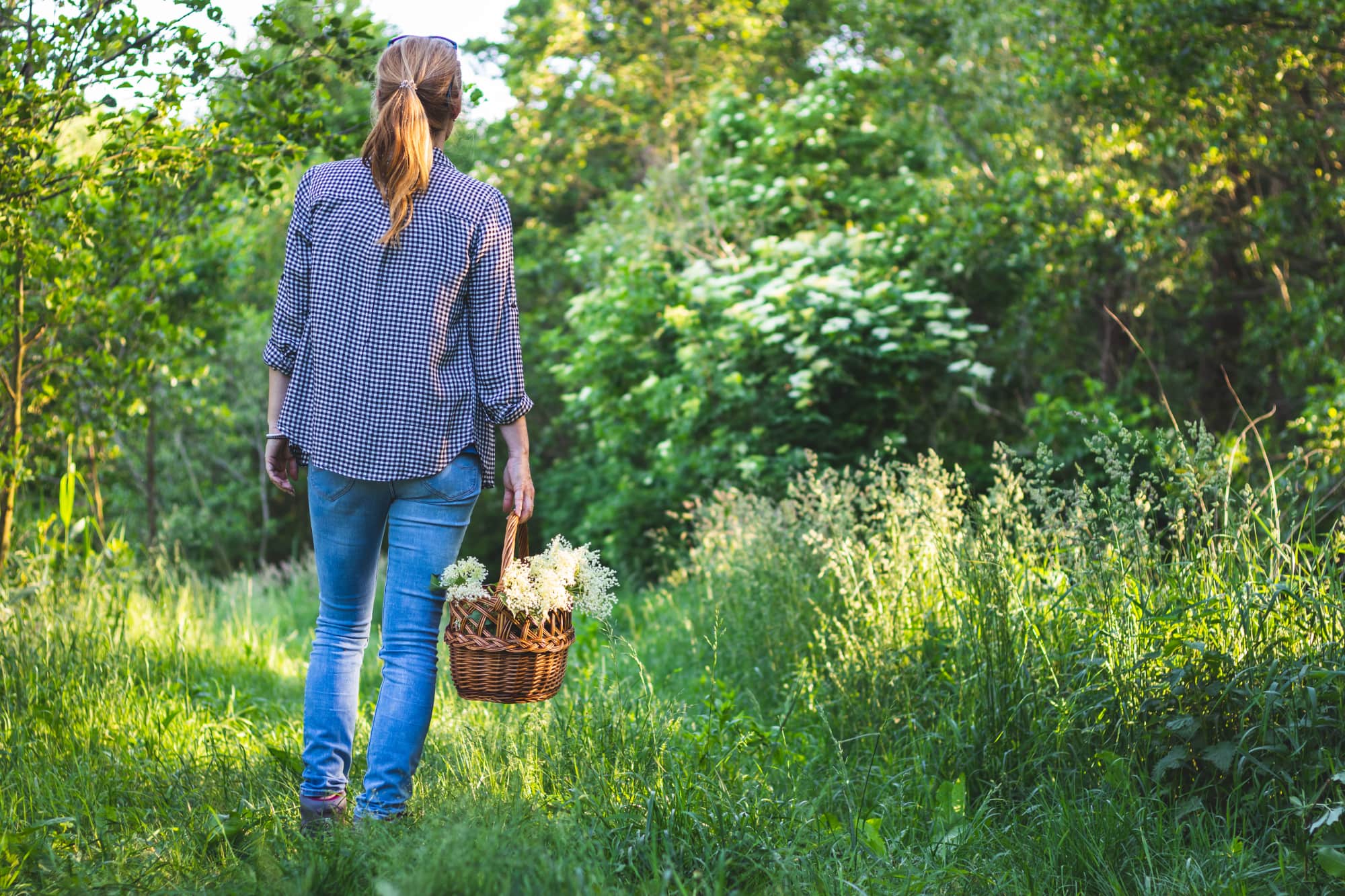 Woman in blue shirt walking in tall grass, collecting healing herbs