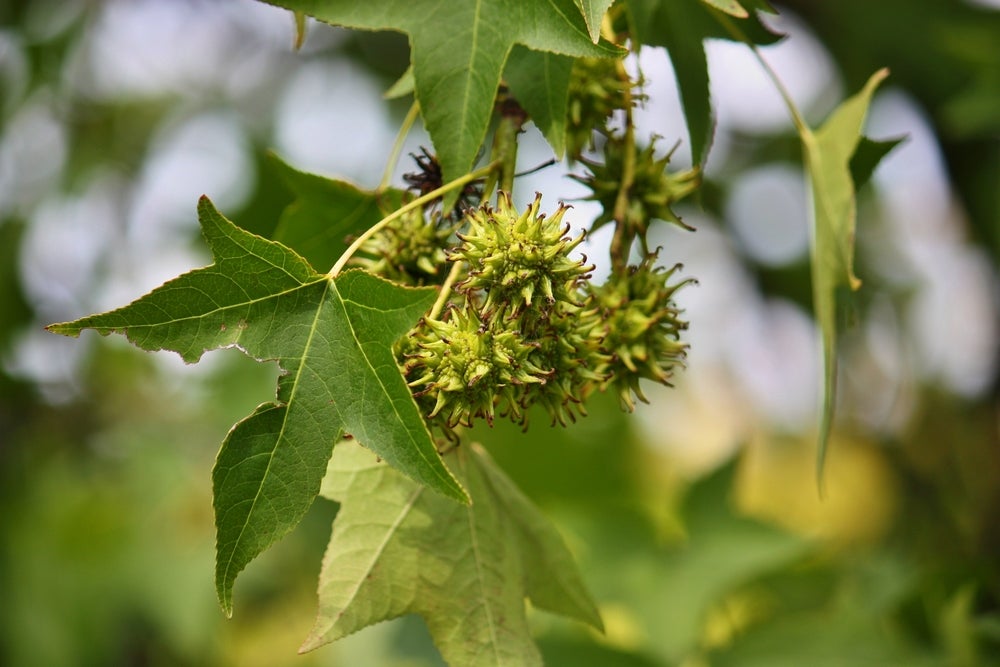 a green and yellow spiky sweet gum fruit hangs off thin green stems below a cluster of green five point leaves.