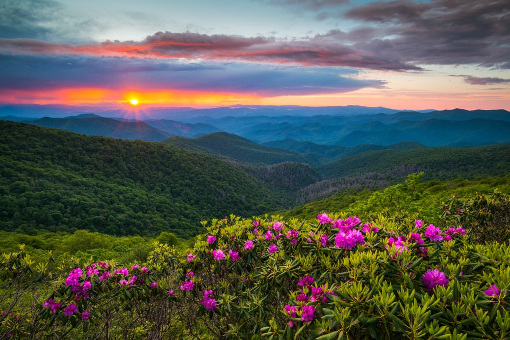 Blue Ridge Mountains at sunset with purple wildflowers in foreground 