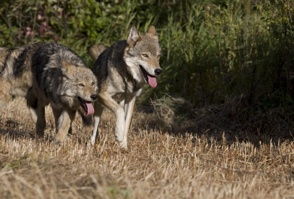 two grey wolves run side by side on a dry brush field in Wyoming