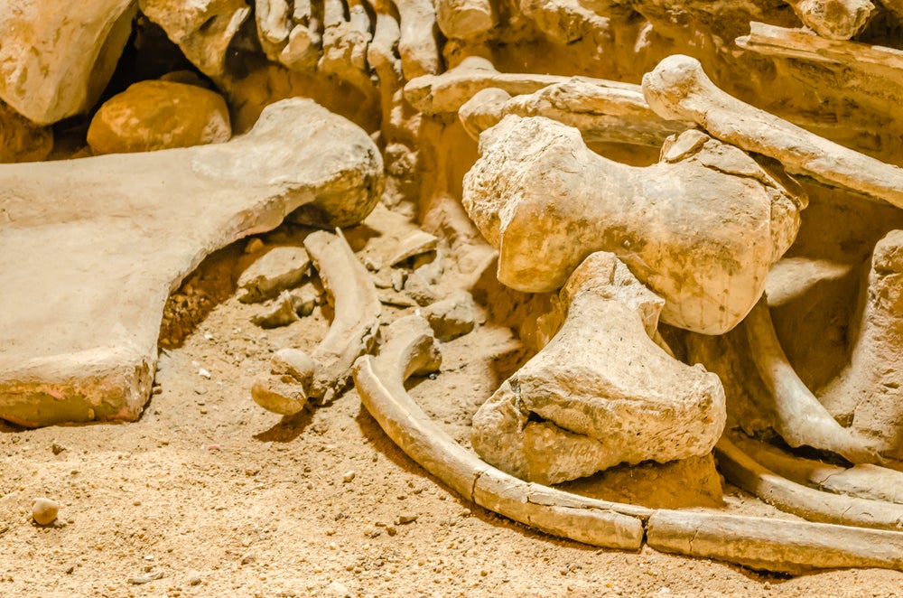 Image of dusty mammoth bones sitting in the dirt