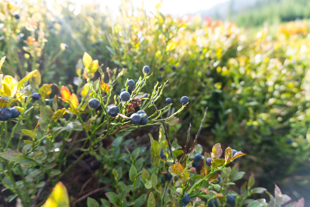 the sun shines on bushes with sprouting wild blueberries on them