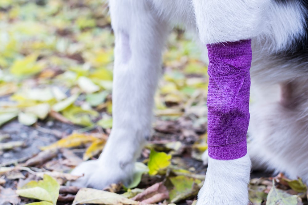 a close up image of the legs of a white dog, one leg wrapped in a purple bandage