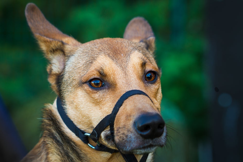 German shepherd looking calm with its ears back wearing a black nylon muzzle