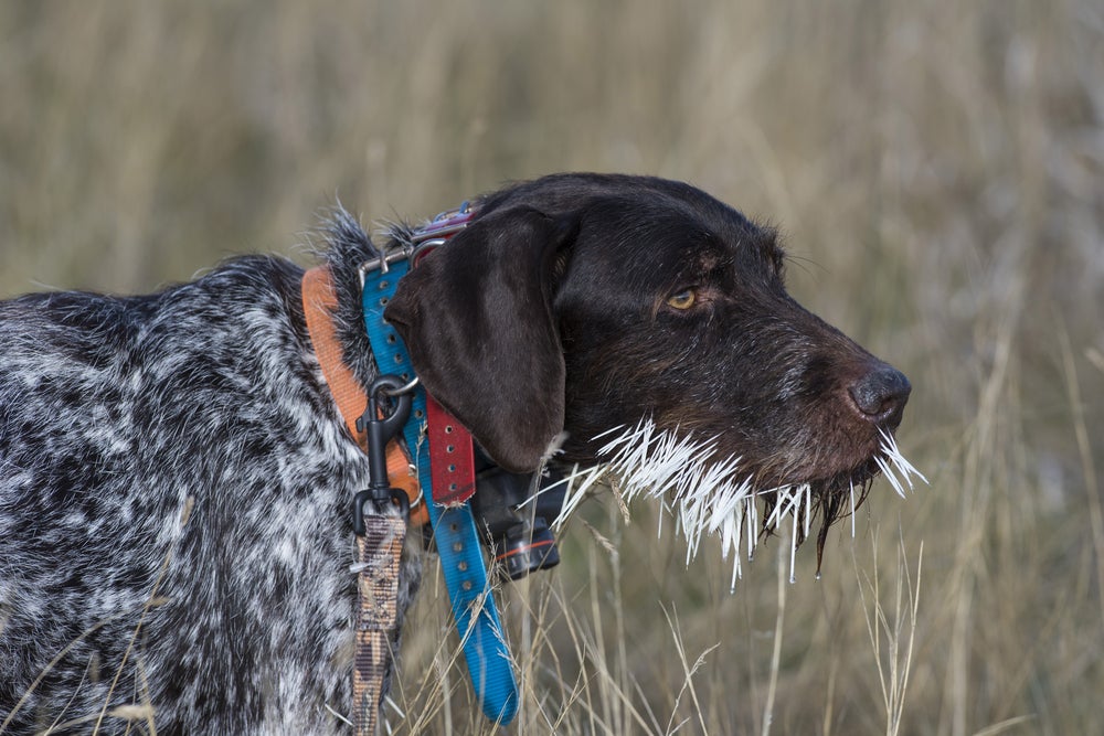 Brown speckled hunting hound with an orange collar and blue leash walking through a field with a snout full of white porcupine quills.