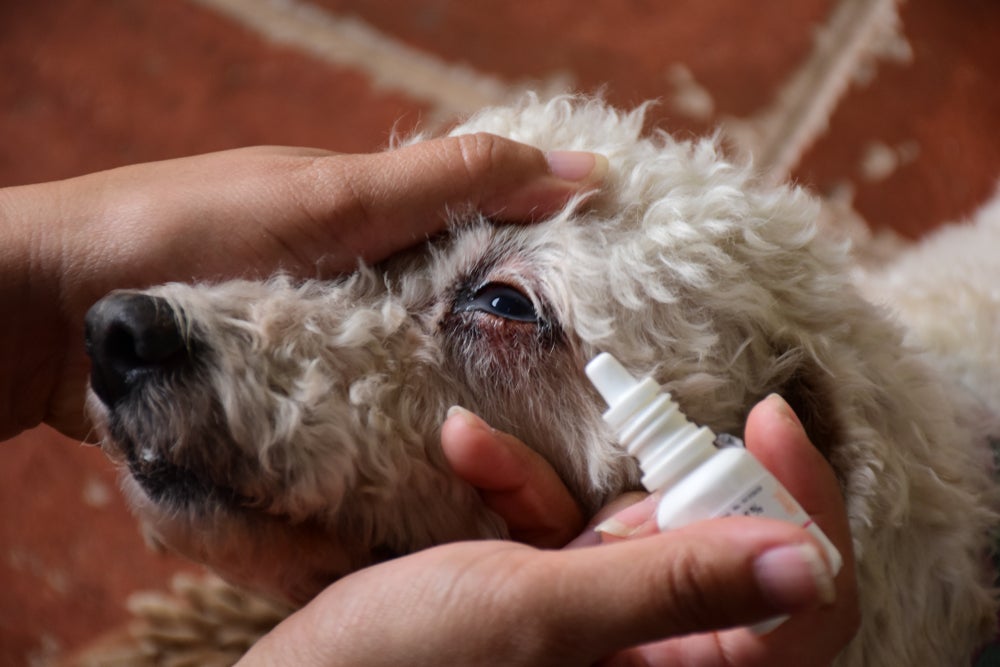 Furry white poodle whose head is being held by human hands as they prepare to apply eye drops