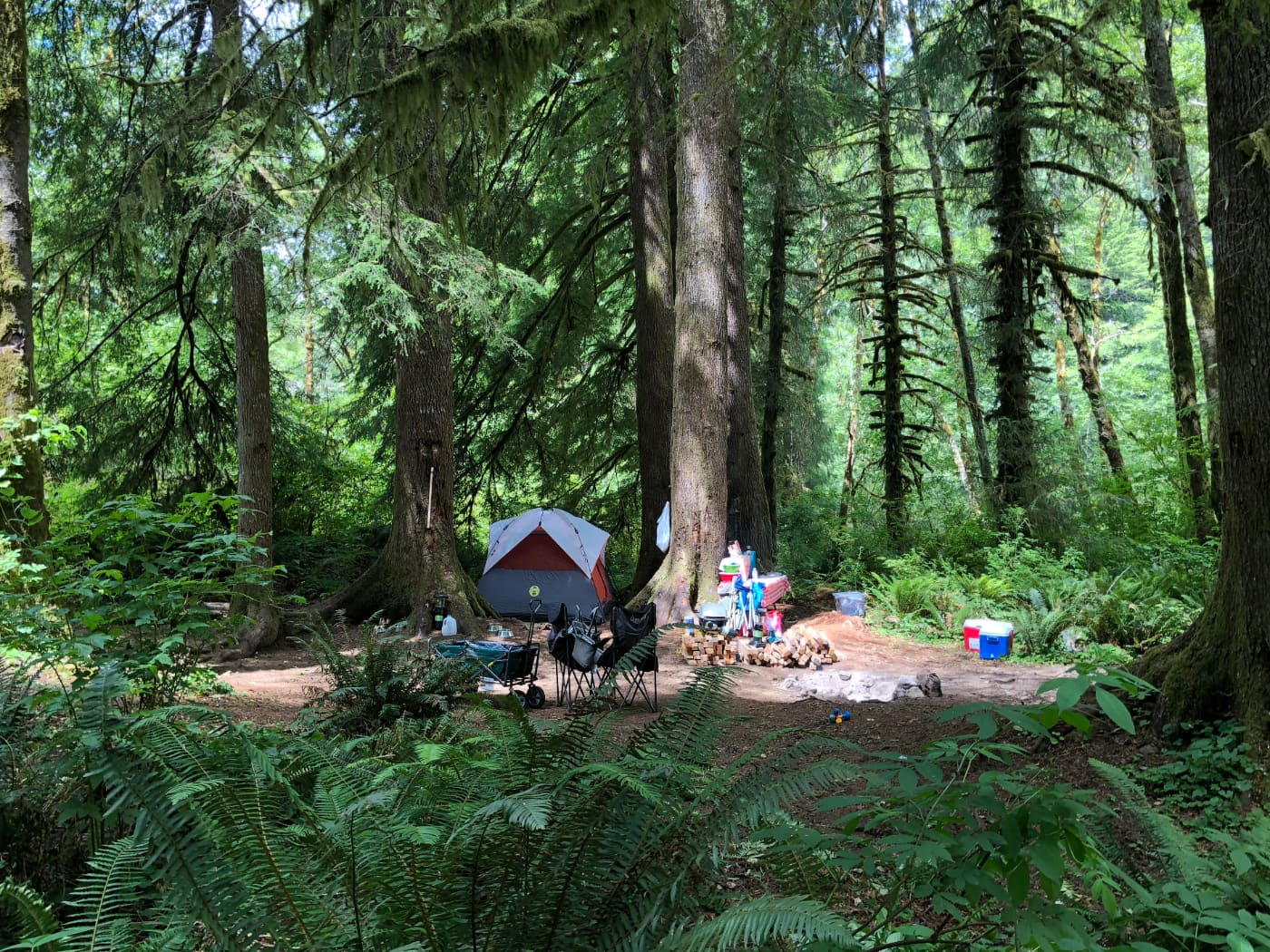A grey and orange tent, a pile of firewood, and coolers in a clearing below pine trees in the middle of the forest.