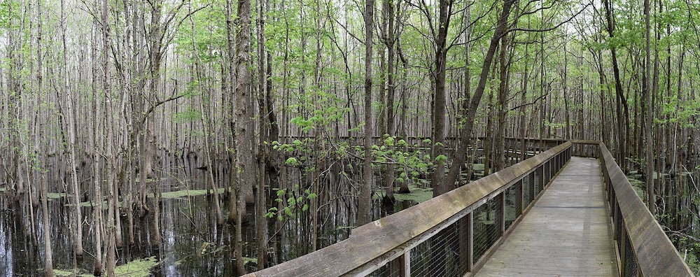 Bridge along hiking trail with tall trees in background 